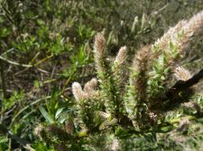 Salix eleagnos bitter willow 200.JPG