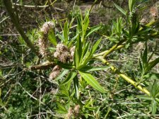 Salix eleagnos bitter willow 201.JPG