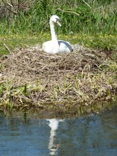 Mute swan River Itchen 200.JPG