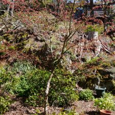 Acer 'Osakazuki' 04-2021.JPG