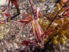 Westonbirt Orange 201.JPG