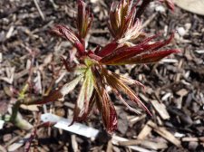 Westonbirt Red 201.JPG
