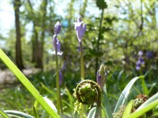 Bracken in Otterbourne woods 206.JPG