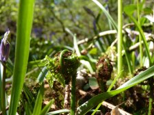Bracken in Otterbourne woods 205.JPG