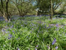 Bluebells in Otterbourne woods 205.JPG