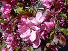 Malus Crab apple 206.JPG