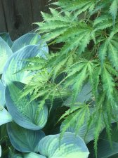 Miwa-and-hosta 6-20.jpg