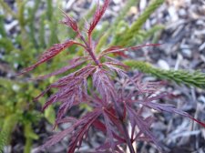 Red dragon 205.JPG