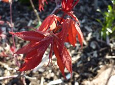 Reticulatum purple 205.JPG