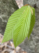 5C144F02-8116-4F7B-84F4-D55BBFF1E53A.png