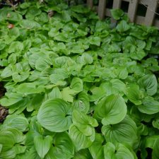 Maianthemum dilatatum 04-2021.JPG