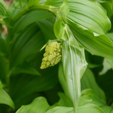Maianthemum racemosum 04-2021.JPG