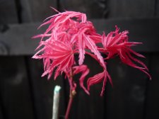 Kawahara Rose 210.JPG