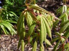 Wakehurst pink 211.JPG