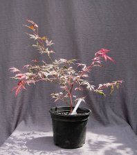 acerp-rainbow01_180601a.jpg