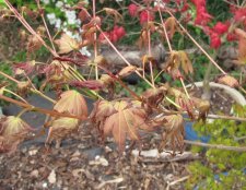 acerph02m01_210409.jpg
