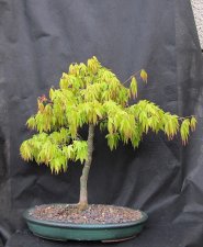 acerp_orangedream01_210425a.jpg