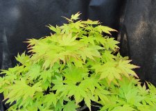 acerp_orangedream01_210503b.jpg