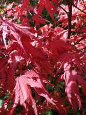 IMG_20210504_153717.jpg