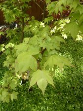 Mon-zukushi-2021-leaves.jpg