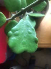 hoya3.jpg