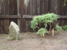 hetzjuniper.jpg