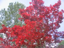 IMG_6327.jpg