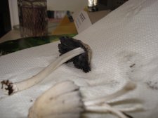DSC00344.JPG