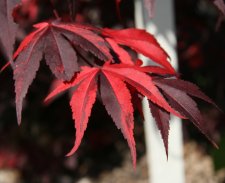 Acer palm. 'Fujinami nishiki'(E6).jpg