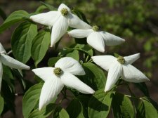 Cornus 'Aurora'(Rutban).jpg