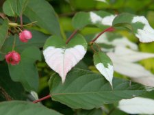 Actinidia pilosula(B2).jpg