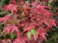Acer palm. 'Otome zakura'(E7).jpg