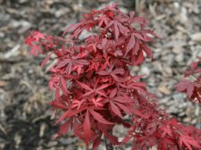Acer palm. 'Candy Kitchen'(E7).jpg