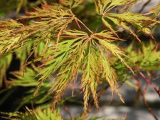 Acer palm. 'Ellen'(E6).jpg
