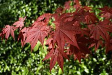 DSC02835.JPG