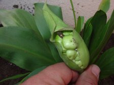 calla lily seed pods 004.jpg