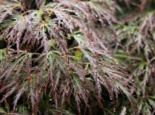 Acer palm. 'Diss. Ornatum'(A2).jpg