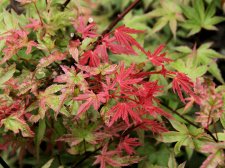 Acer palm. 'Phoenix'(E7).jpg