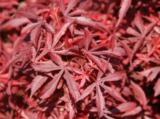Acer palm. 'Shaina'(E8).jpg