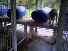 Dog Pen.JPG