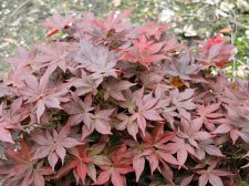 Acer palmatum 'Ruby Stars'(E7).jpg