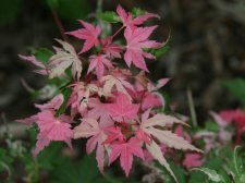 Acer palmatum 'Rokuogatsu en nishiki'(E7).jpg