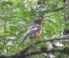 IMG_5732r.jpg