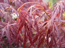 Red dissectum 219.JPG