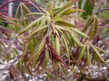 Westonbirt Red 219.JPG