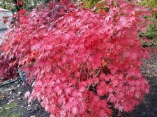 Ariadne fall color 2.jpg
