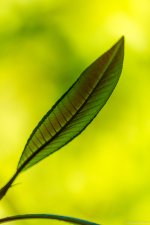 Willow-6409_r.jpg