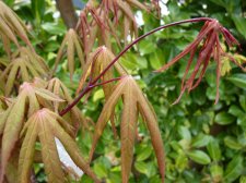 Westonbirt Orange 220.JPG
