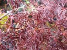 Red Feather 221.JPG