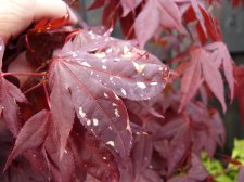Atropurpureum frost damage 220.JPG